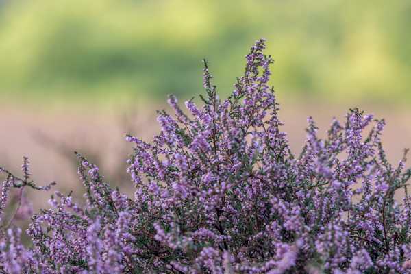  - Essential Oils
